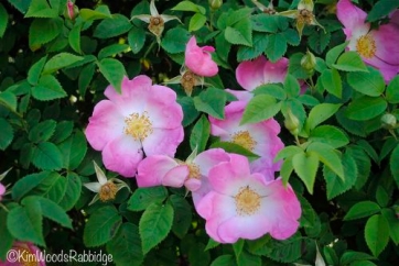 'Complicata' is an old-fashioned rose that flushes in spring.