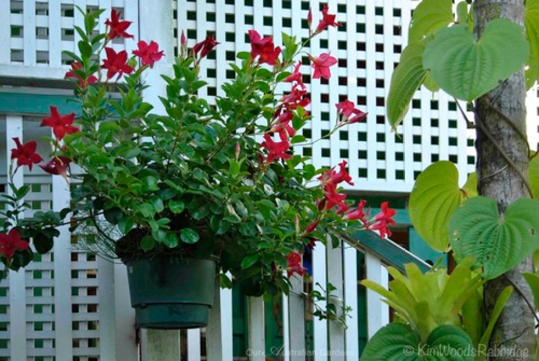 Hanging pots, such as this mandevilla (dipladena) adorning a wall, are watered automatically.