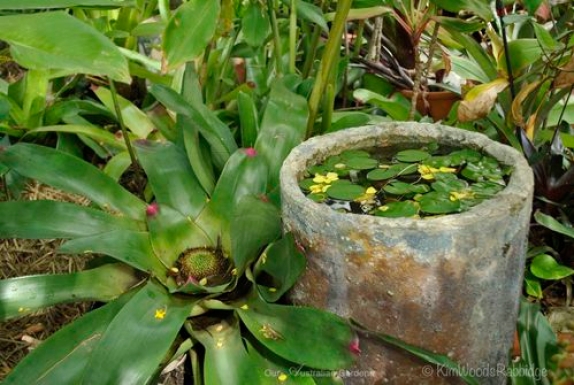 Fallen cassia petals on the garden floor and in a water vessel.