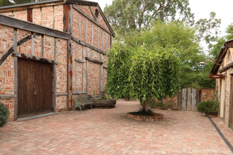 weeping elm in brick courtyard