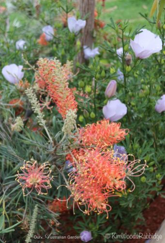 Warm-hued grevillea and ephemeral alyogyne blooms.