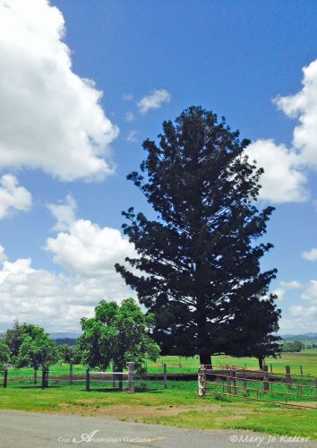 A Bunya pine stands regally against the skyline.