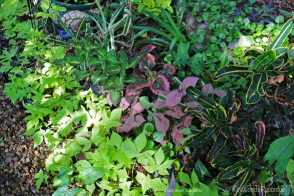 Ground covers have been choreographed in colourful, texture drifts.