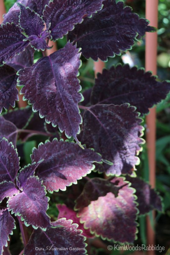 Various shades of purple and red coleus make striking highlights.