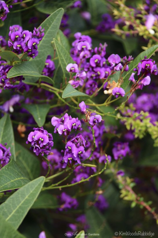 Found rambling through bushland, Hardenbergia violacea was commonly known as 'Happy Wanderer'.
