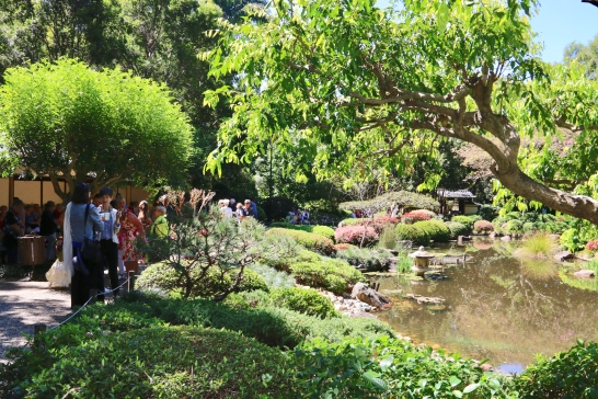 Brisbane Botanic Gardens Japanese Gardens were vibrant with new growth.